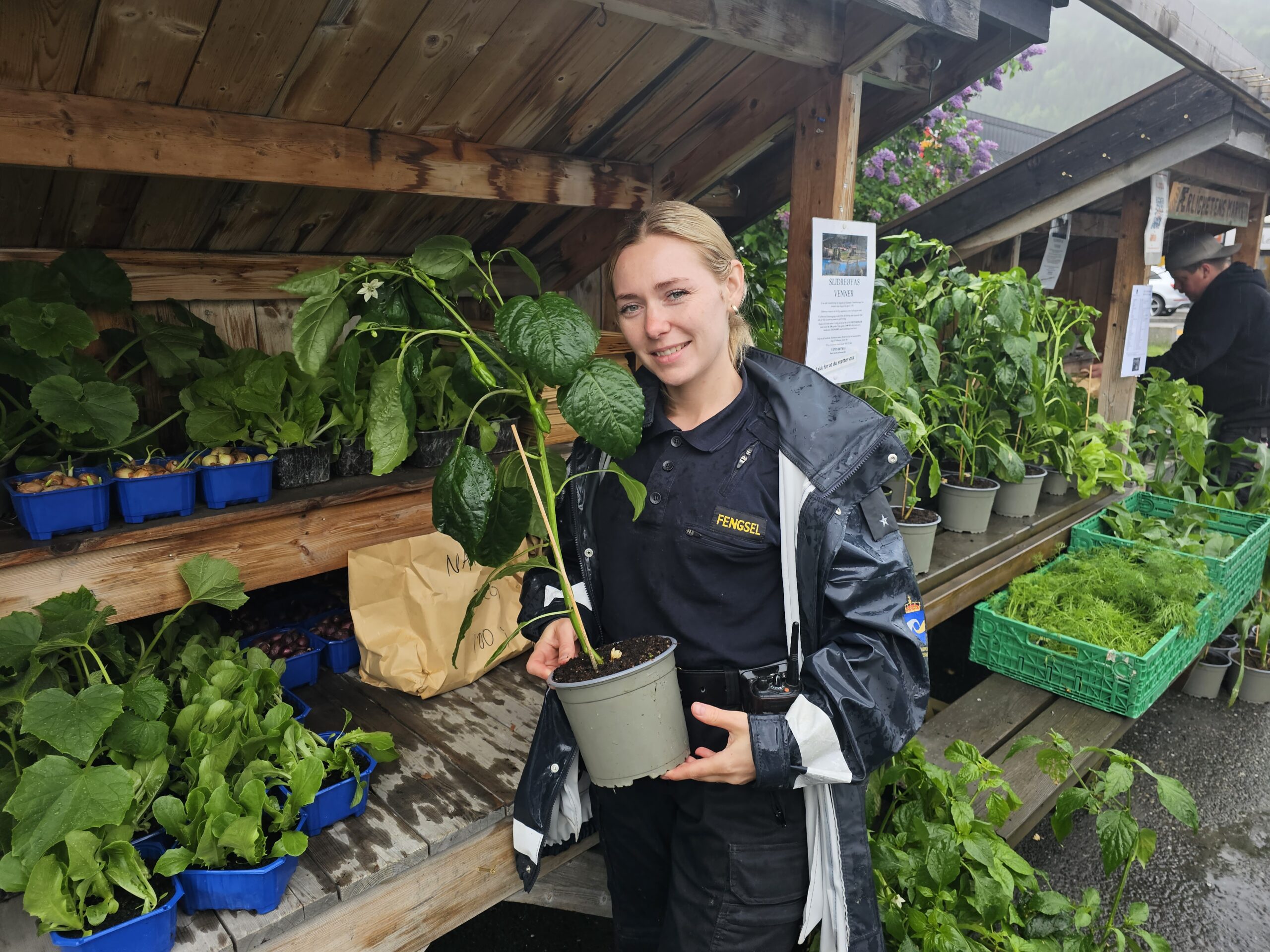 Utvalet av planter frå Slidreøya har vorte større i år og inkluderer m.a. paprika (legg merke til at det allereie er minipaprika på planta på biletet over), mais, chili og fleire variantar av graskarplantar.