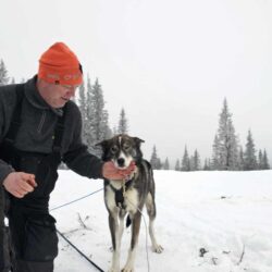 Hundekjøringens utfordringer med ustabile vinterforhold Hundekjøring er en sport og hobby som vanligvis nyter godt av vinterens stabilitet, men denne sesongen har vært utfordrende for mange. Til tross for at fjellområdene i Valdres har hatt snø siden før jul, har mildvær skapt problemer med is og overvann i løypene som brukes til hundekjøring. Jan Ove Bredesen fra Øystre Slidre, som daglig kjører løypemaskin for Ydding og Javnlie løypelag, har jobbet hardt for å sikre gode forhold for både to og firbeinte, men har slitt med å ha optimale forhold i løypenettverket. -I Skrautvål og områdene øst for vinterparkeringen ved Dalen i enden av Svarthamarvegen har det stort sett vært hatt stabile forhold, men lenger nord har områdene vært preget av isdannelse og vanskelige kjøreforhold. Veien fra Lenningen og østover mot Gausdal har også vært fin for hundekjørere å trene på, forteller han.  Snømangelen og de vanskelige forholdene har også ført til at Gausdal Maraton, et av vinterens høydepunkter, måtte avlyses. Jan Ove, som har hatt ansvar for villmarksstoppen på Vesle Skag tidligere år. På tross av utfordringene ser Jan Ove Bredesen fremover med optimisme. Han og hundene hans forbereder seg nå til Femundsløpet.Treningsøktene legges til områder mellom Lenningen i sør og Beitostølen i nord, hvor teamet finpusser formen for å prestere godt utover vinteren. Femundløpet skal etter planen skal starte 11. februar, dersom snøforholdene tillater det på Røros og videre mot Femunden.  Evelyne Yvonne F. De Boeck i "Team Belgica", bor "off grid" (uten innlagt strøm) oppe på åsen i Skrautvål noen kilometer øst for Fagernes. ca 900 moh. har også hun utfordringer knyttet til ustabile vinterforhold. Hun trener hundene sine på grusveier når det ikke er nok snø, og benytter flittig løypenettverket østover fra Dalen når snøen ligger. Hennes team, «Team Belgica», viser at hundekjøring krever både tilpasningsevne og dedikasjon – uansett forhold. Med vinterens lunefulle vær gjenstår det å se om det blir nok snø til å gjennomføre de planlagte løpene, men både Jan Ove og Evelyne viser en imponerende evne til å møte utfordringene med stå-på-vilje og entusiasme. For mer om Team Belgica, se deres Facebook-side: Team Belgica.